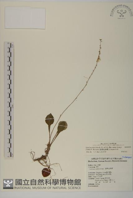 臺灣鬼督郵藏品圖，第1張