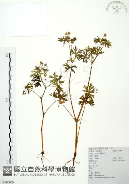老鸛草藏品圖，第1張