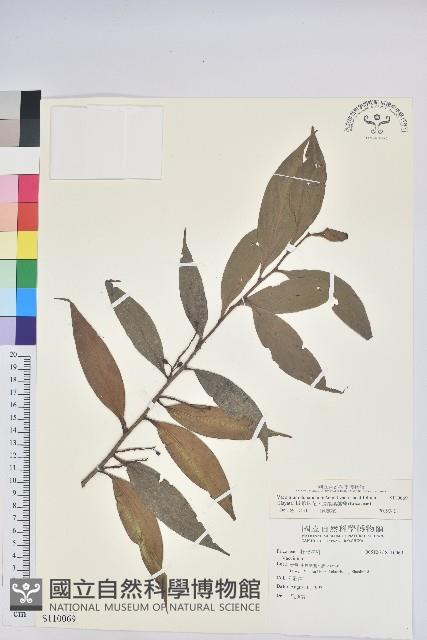 珍珠花、長尾葉越橘藏品圖，第1張