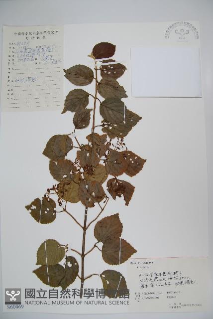 登錄號:S060069藏品圖，第1張