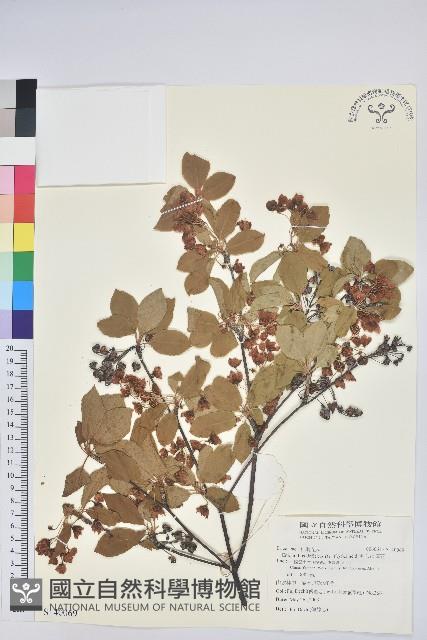 毛葉吊鐘花藏品圖，第1張