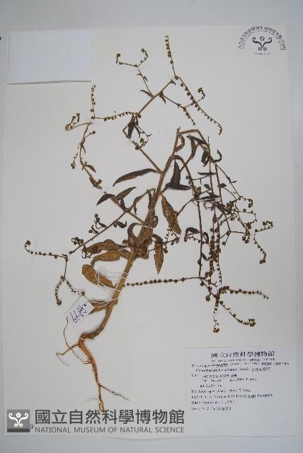 小花倒提壺藏品圖，第1張