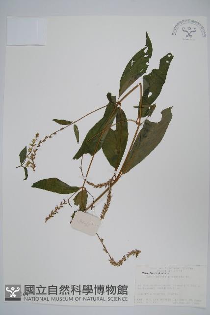 牛膝藏品圖，第1張