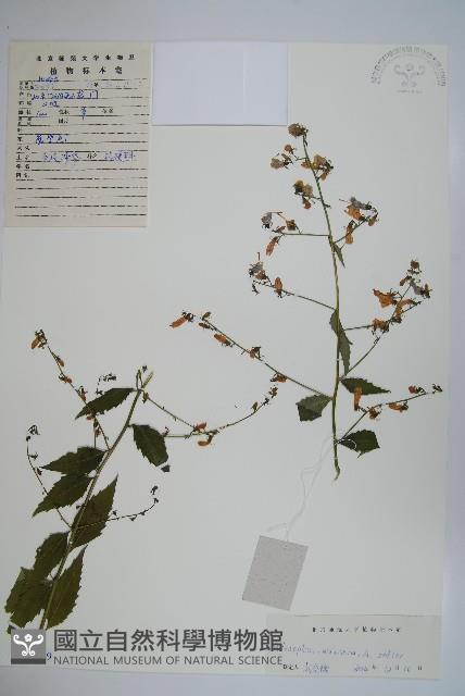 多歧沙參藏品圖，第1張