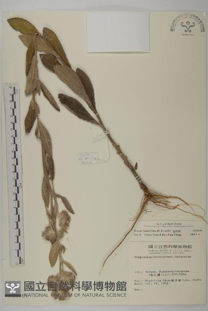 毛將軍藏品圖，第1張