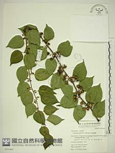 亞洲濱棗藏品圖，第1張