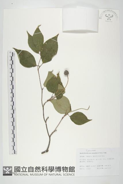 尖葉四照花藏品圖，第1張