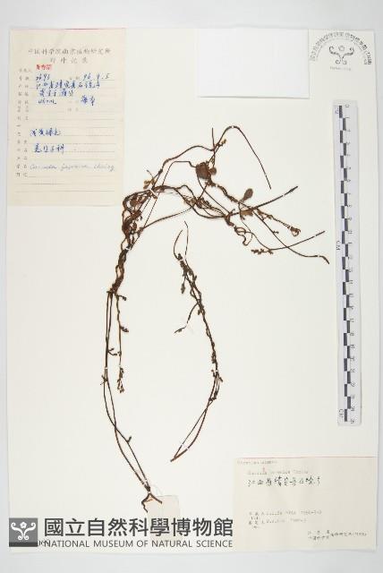 日本菟絲子藏品圖，第1張