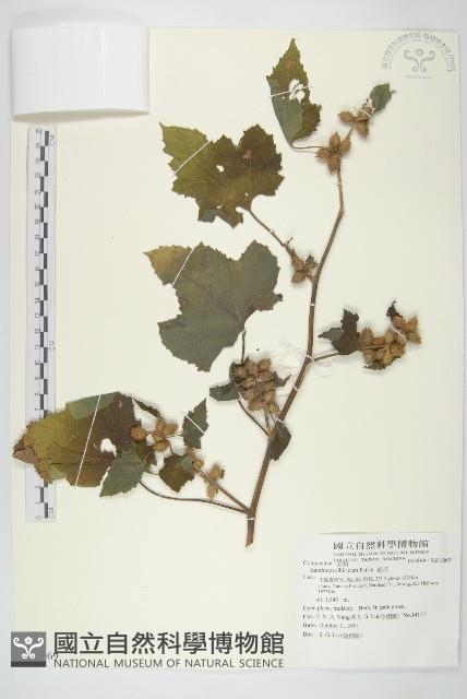 蒼耳藏品圖，第1張