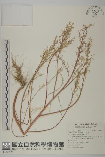 小葉藜藏品圖，第1張