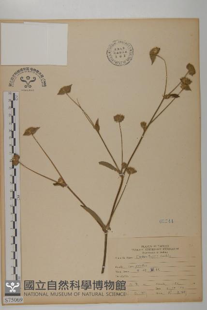 地膽草、毛蓮菜藏品圖，第1張