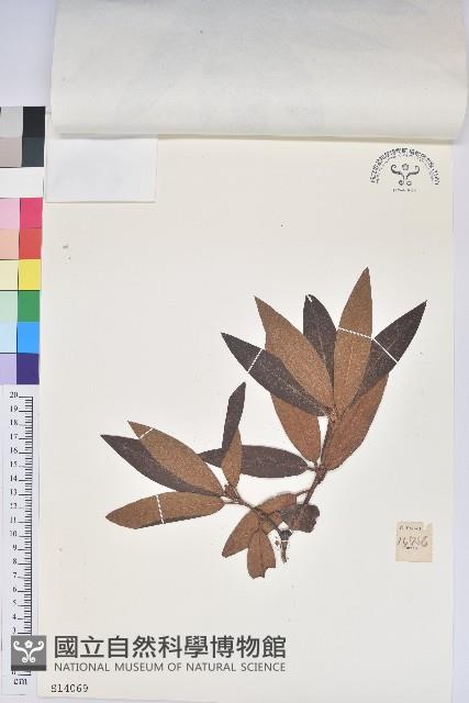 短柱杜鵑花藏品圖，第1張