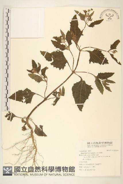 豨簽藏品圖，第1張