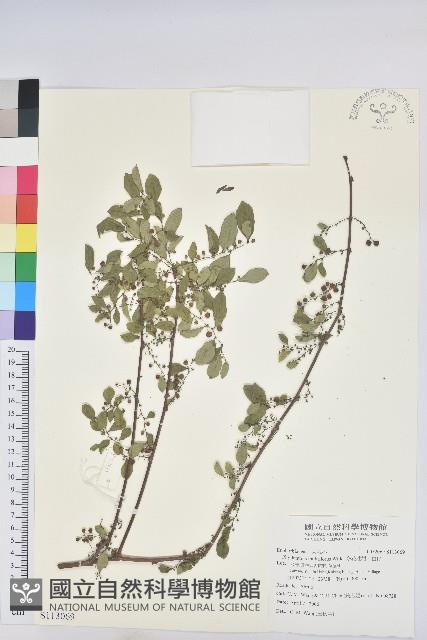 多花油柑、白仔藏品圖，第1張