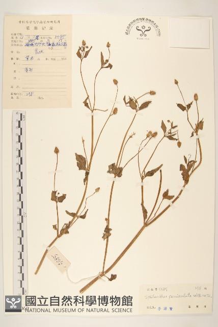 金鈕釦藏品圖，第1張