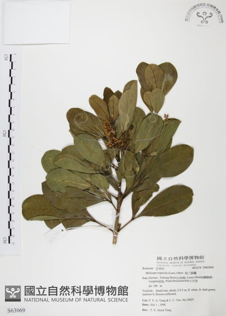 假三腳虌藏品圖，第1張