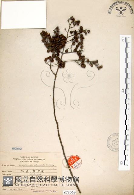 九芎藏品圖，第1張