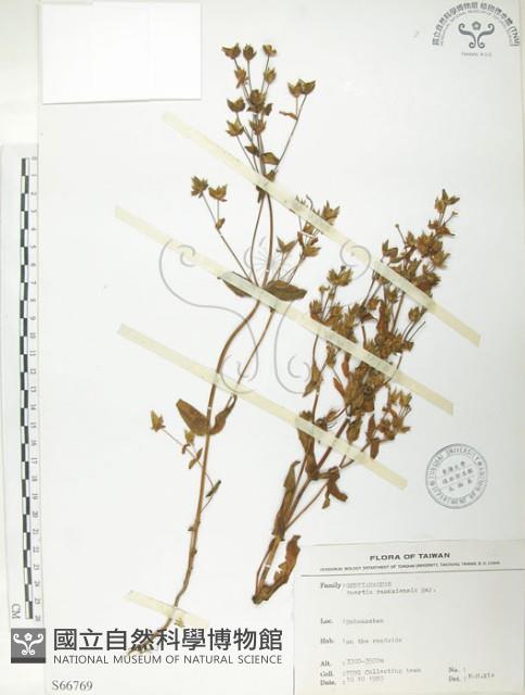 大籽當藥、巒大當藥藏品圖，第1張