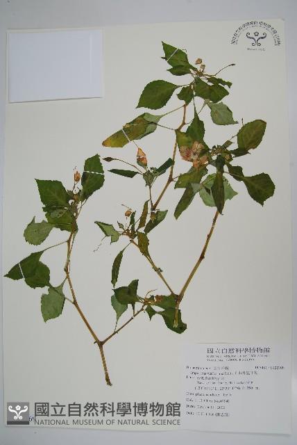 非洲鳳仙花藏品圖，第1張