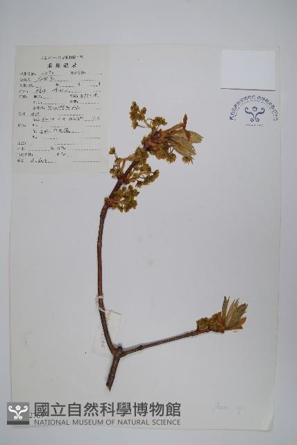 登錄號:S022769藏品圖，第1張