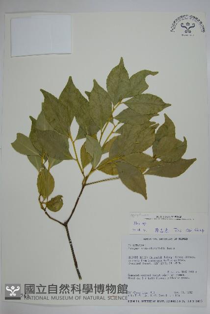 登錄號:S012769藏品圖，第1張