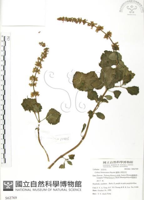 蘭嶼小鞘蕊花藏品圖，第1張