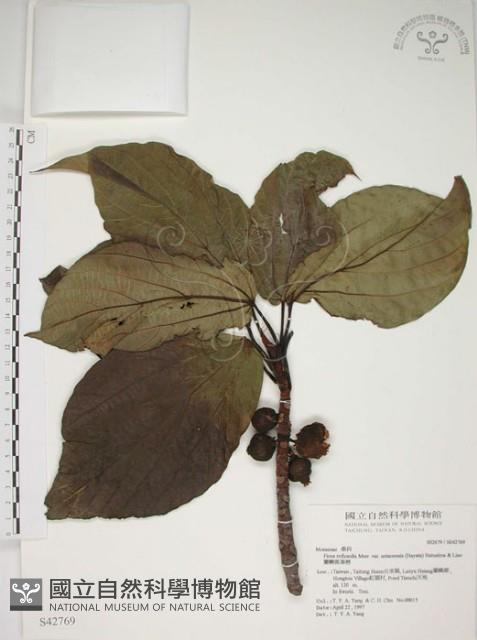 蘭嶼落葉榕藏品圖，第1張