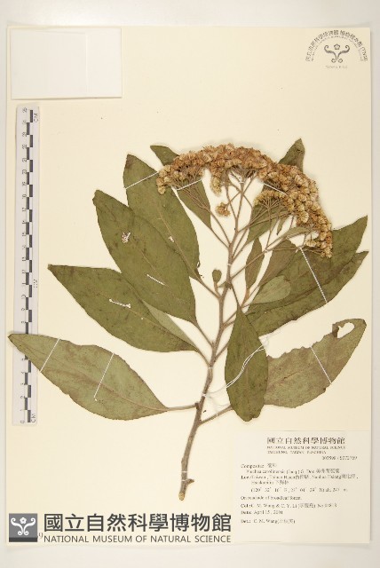 美洲闊苞菊藏品圖，第1張