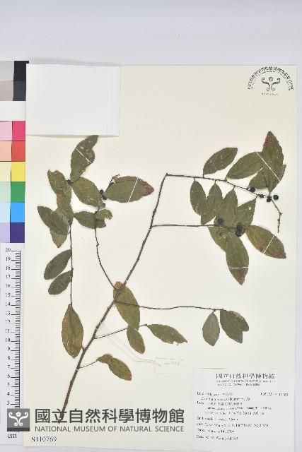 土密樹藏品圖，第1張