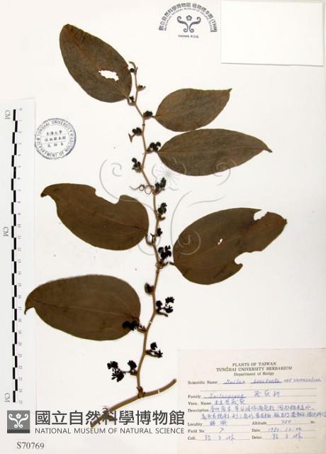 糙莖菝契藏品圖，第1張