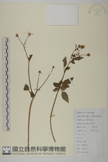 白花鬼針藏品圖，第1張