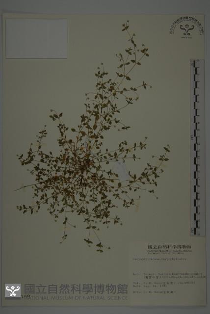 三脈種阜草藏品圖，第1張