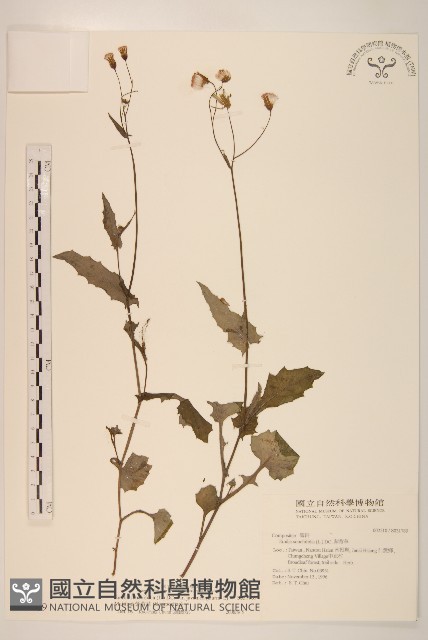 紫背草藏品圖，第1張
