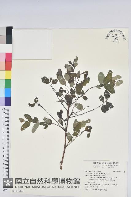 紅仔珠藏品圖，第1張