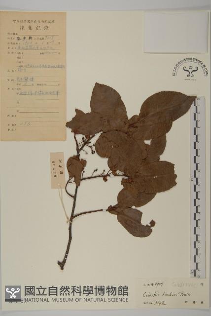 滇邊南蛇藤藏品圖，第1張