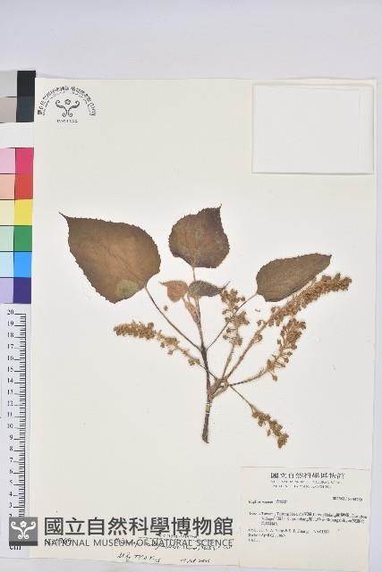 蟲屎藏品圖，第1張