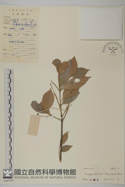 扶芳藤藏品圖，第1張