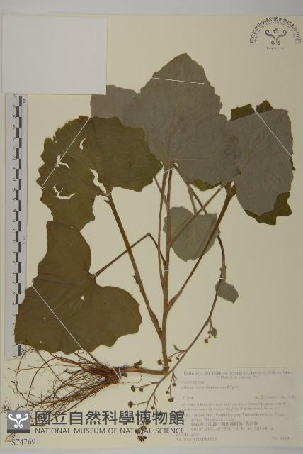 腺梗菜藏品圖，第1張