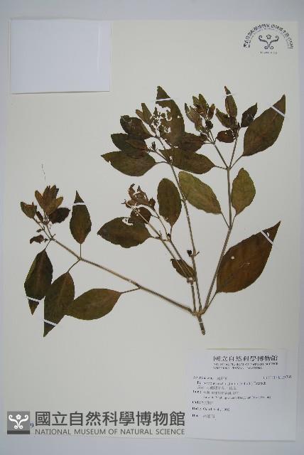 長花九頭獅子草、山藍藏品圖，第1張