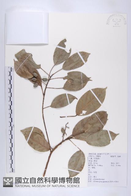 薯豆藏品圖，第1張