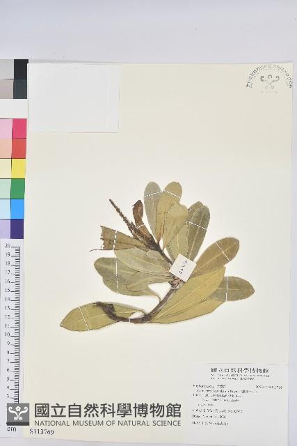 蘭嶼土沉香藏品圖，第1張