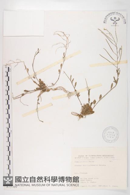 玉山筷子芥藏品圖，第1張