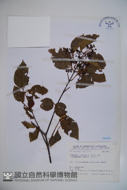 紅子莢迷藏品圖，第1張