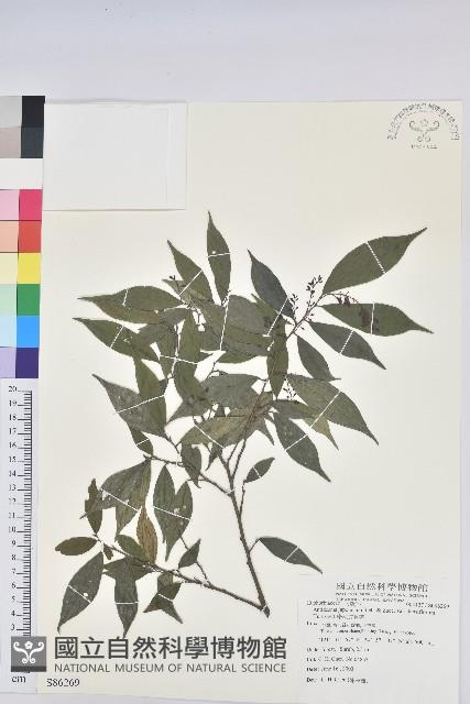 密花五月茶藏品圖，第1張