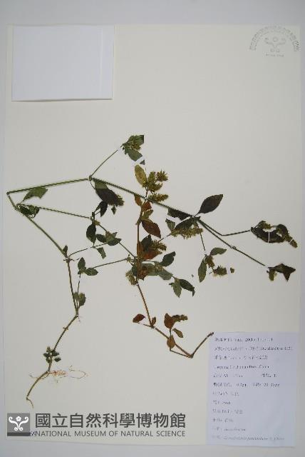 爵床、六角英藏品圖，第1張