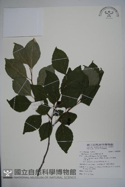 草野氏冬青藏品圖，第1張