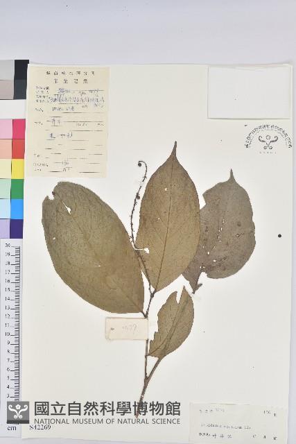 山地五月茶藏品圖，第1張