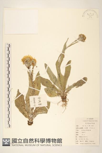 狗舌草藏品圖，第1張