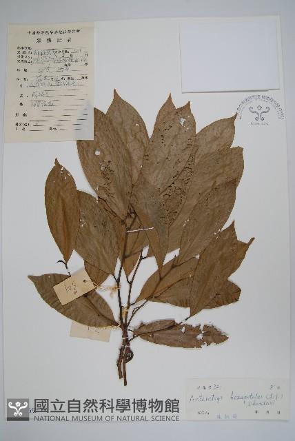 鷹爪花藏品圖，第1張