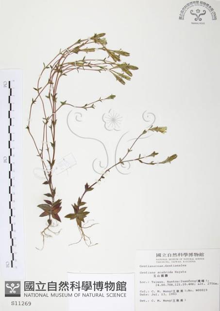 玉山龍膽藏品圖，第1張